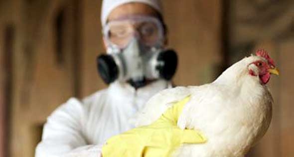  ارتفاع الحالات الى ١٥ الصحة :‪ ‬إصابة طفلة بإنفلونزا الطيور بسوهاج