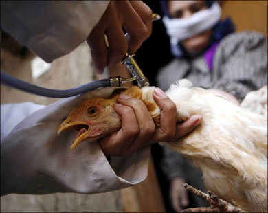 حة الشرقية: غير مؤكد إصابة الحالة الثانية بإنفلوانزا الطيور