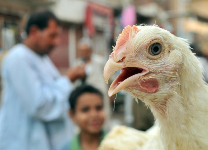 الصحة: 3 إصابات جديدة بـ«أنفلونزا الطيور» وشفاء حالة