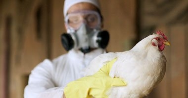 اخبار مصر : مستشفى طنطا الجامعي تعلن إصابة حالة بإنفلونزا الطيور