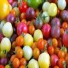  فوائد صحية كبيرة لألوان الطماطم المختلفة