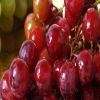 دراسة أمريكية: العنب الأحمر يساعد بفاعلية على حرق الدهون