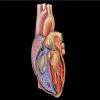 8 خطوات للوقاية من أمراض القلب القاتلة