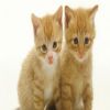دراسة خطيرة: اقتناء القطط يعرضك للإصابة بالجلوكوما وفقدان البصر
