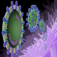 دراسة تؤكد عدم تحول فيروس كرونا إلى وباء خطير فى المرحلة القادمة 