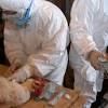  بؤرة ثالثة لإنفلونزا الطيور بالوادى الجديد واحتجاز ١٥ شخصا للاشتباه فى إصابتهم بالمنوفية