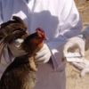 الزراعة: ظهور 21 بؤرة جديدة مصابة بمرض أنفلونزا الطيور فى 14 محافظة 