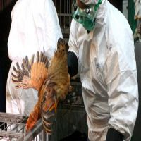  ﻿  الصحة: إصابة جديدة بإنفلونزا الطيور في الفيوم وشفاء 4