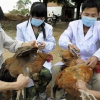 اليوم.. اجتماع لـ«العليا لمكافحة مرض إنفلونزا الطيور» برئاسة «محلب»
