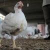 إغلاق 11 مزرعة للدواجن وإعدام 794 دجاجة بالمنوفية مصابة بأنفلونزا الطيور