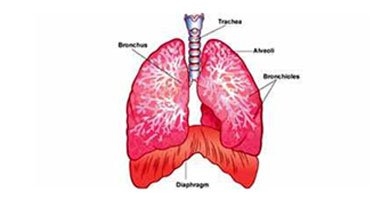 استخدام تكنولوجيا النانو فى رفع كفاءة علاج سرطان الرئة