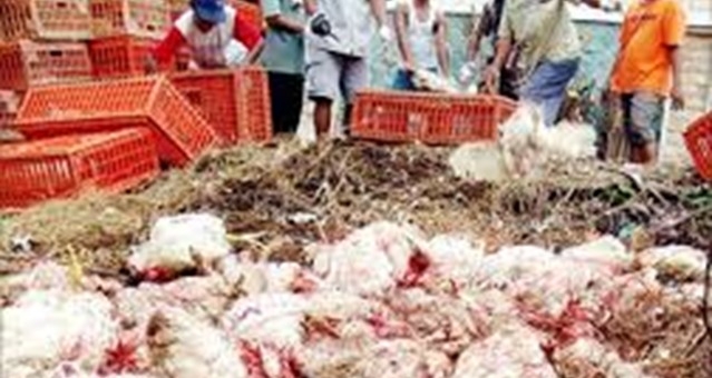 اكتشاف سلالة جديدة لانفلونزا الطيور لفيروس "اتش7 ان7" بالصين 