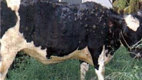 مرض "الجلد العقدي" يثير الرعب بقنا ويغلق أسواق المواشي