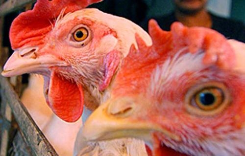 عقب ظهور حالة إيجابية.. مديرية الصحة بالمنوفية تواصل الحملات لمواجهة أنفلونزا الطيور